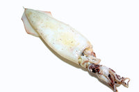 Frozen Squid Whole