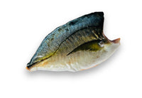Shima Aji FILLET One-Side