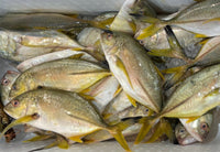 [FRESH FISH COUNTER] Yellow Travally WHOLE Fresh Fillet
