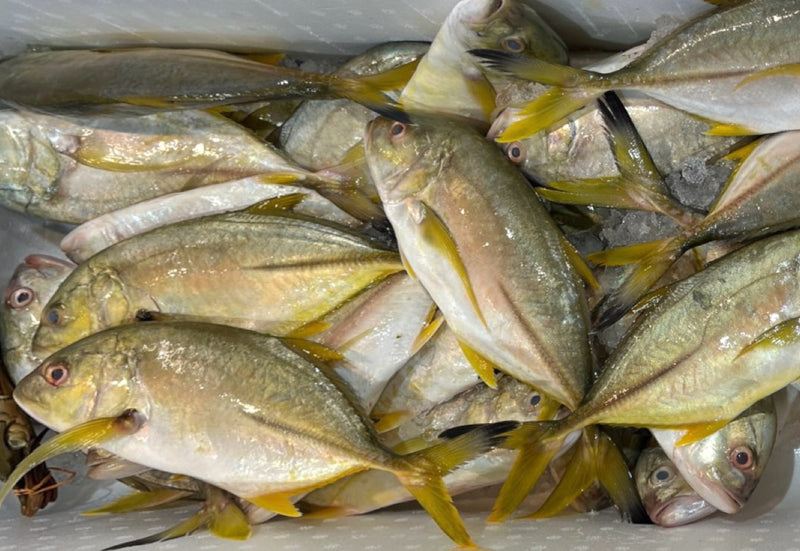 [FRESH FISH COUNTER] Yellow Travally WHOLE Fresh Fillet