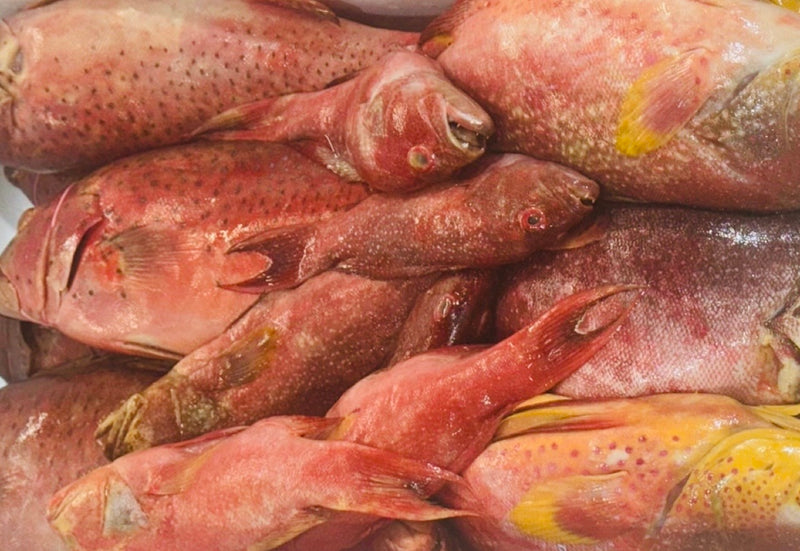 [FRESH FISH COUNTER] Red Spotted Grouper WHOLE Fresh Fillet
