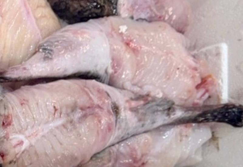 [FRESH FISH COUNTER] Monk Fish WHOLE Fresh Fillet