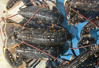 [FRESH FISH COUNTER] Lobster WHOLE Fresh