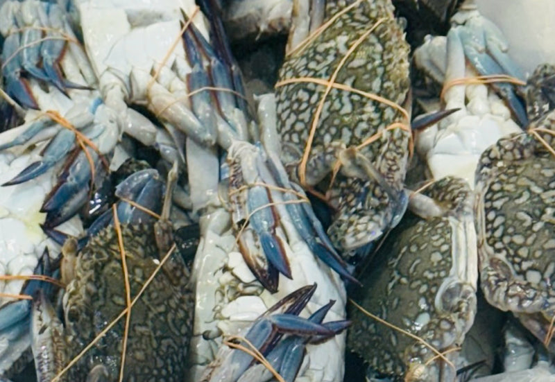[FRESH FISH COUNTER] Flower Crab (Male) WHOLE Fresh