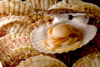 Scottish Half Shell King Scallop