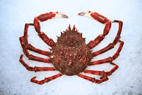[FRESH FISH COUNTER] Spider Crab WHOLE Fresh
