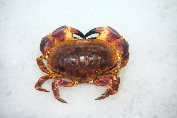 [FRESH FISH COUNTER] Brown Crab WHOLE Fresh