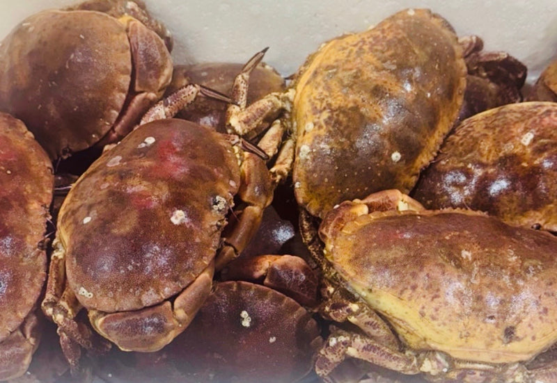 [FRESH FISH COUNTER] Brown Crab WHOLE Fresh