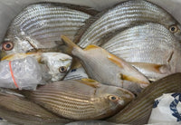 [FRESH FISH COUNTER] Yellow Bream WHOLE Fresh Fillet