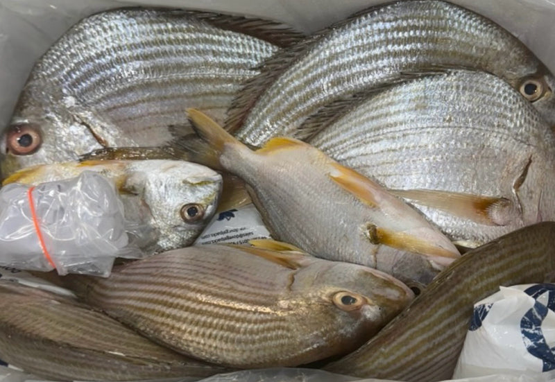 [FRESH FISH COUNTER] Yellow Bream WHOLE Fresh Fillet