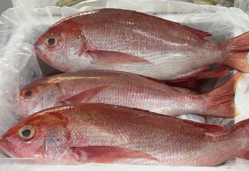 [FRESH FISH COUNTER] Pinjaro WHOLE Fresh Fillet