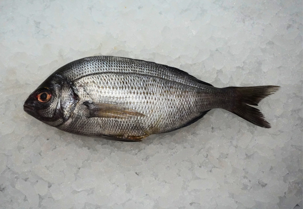 [FRESH FISH COUNTER] Black Sea Bream WHOLE Fresh Fillet