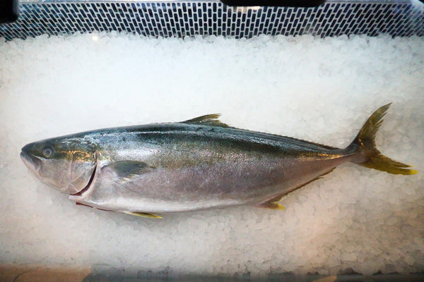 [FRESH FISH COUNTER] Hiramasa WHOLE Fresh Fillet