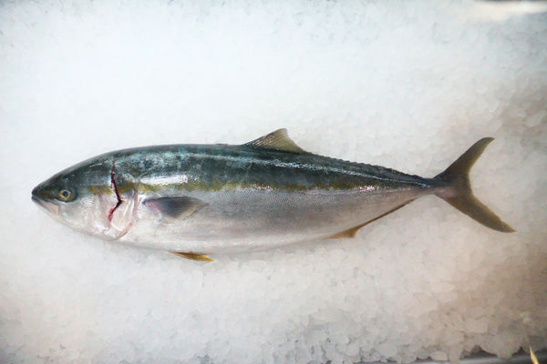 [FRESH FISH COUNTER] Hamachi WHOLE Fresh Fillet