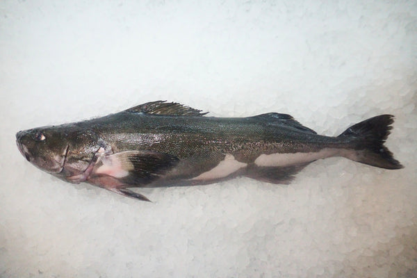 [FRESH FISH COUNTER] Black Cod WHOLE 4/6lb Fresh Fillet