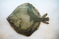 [FRESH FISH COUNTER] Turbot WHOLE Fresh Fillet