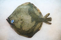 [FRESH FISH COUNTER] Turbot WHOLE Fresh Fillet