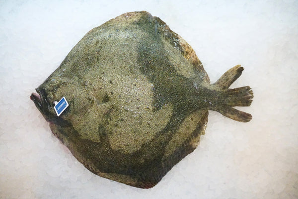 [FRESH FISH COUNTER] Turbot WHOLE Fresh Fillet