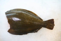 [FRESH FISH COUNTER] Saboten Hirame Fluke H&G Fresh Fillet