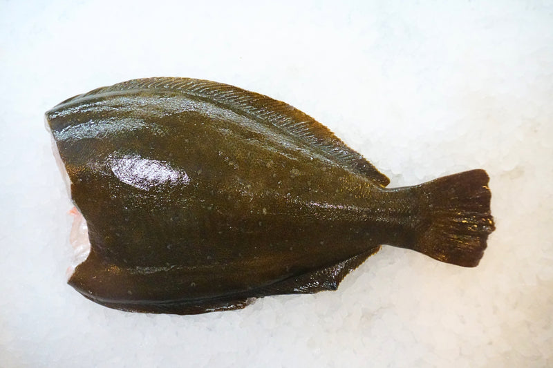 [FRESH FISH COUNTER] Saboten Hirame Fluke H&G Fresh Fillet