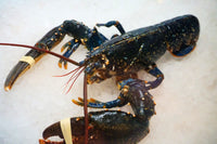 [FRESH FISH COUNTER] Lobster WHOLE Fresh
