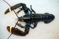 [FRESH FISH COUNTER] Lobster WHOLE Fresh