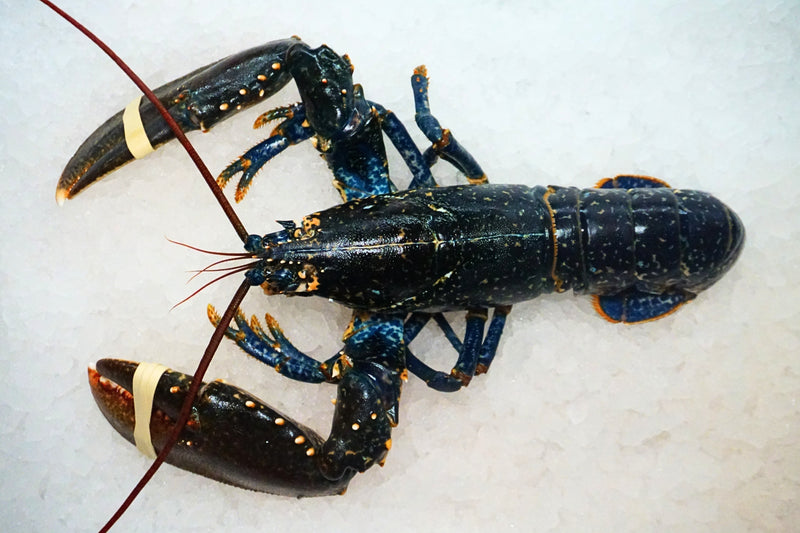 [FRESH FISH COUNTER] Lobster WHOLE Fresh