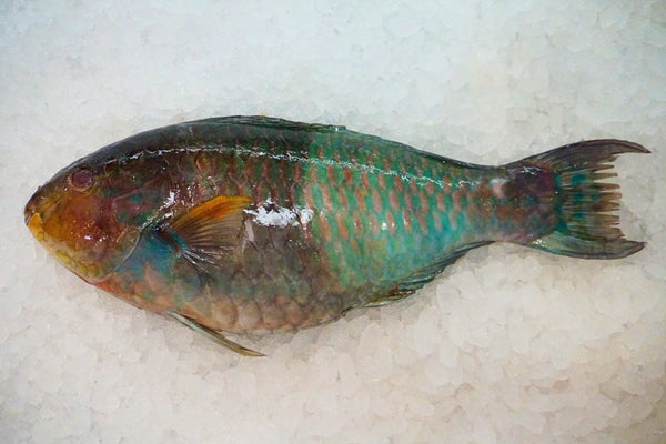 [FRESH FISH COUNTER] Parrot WHOLE Fresh Fillet