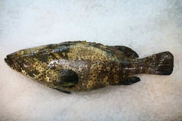[FRESH FISH COUNTER] Brown Spotted Grouper WHOLE Fresh Fillet
