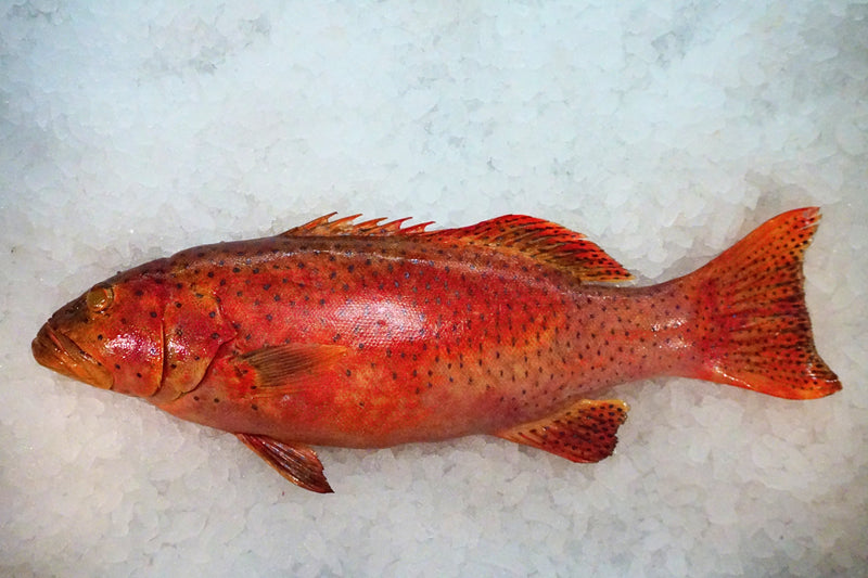 [FRESH FISH COUNTER] Red Spotted Grouper WHOLE Fresh Fillet