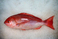 [FRESH FISH COUNTER] Pinjaro WHOLE Fresh Fillet