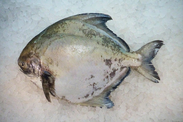 [FRESH FISH COUNTER] Chinese Pomfret WHOLE Fresh Fillet