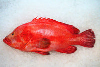 [FRESH FISH COUNTER] Tomato Grouper WHOLE Fresh Fillet