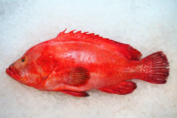 [FRESH FISH COUNTER] Tomato Grouper WHOLE Fresh Fillet