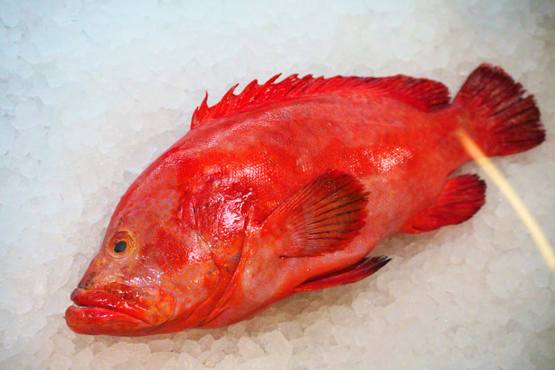 [FRESH FISH COUNTER] Tomato Grouper WHOLE Fresh Fillet