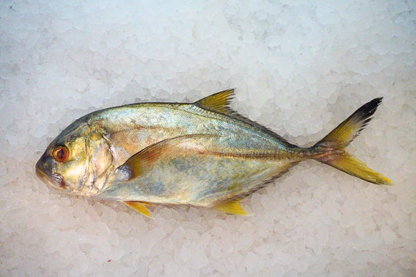 [FRESH FISH COUNTER] Yellow Travally WHOLE Fresh Fillet