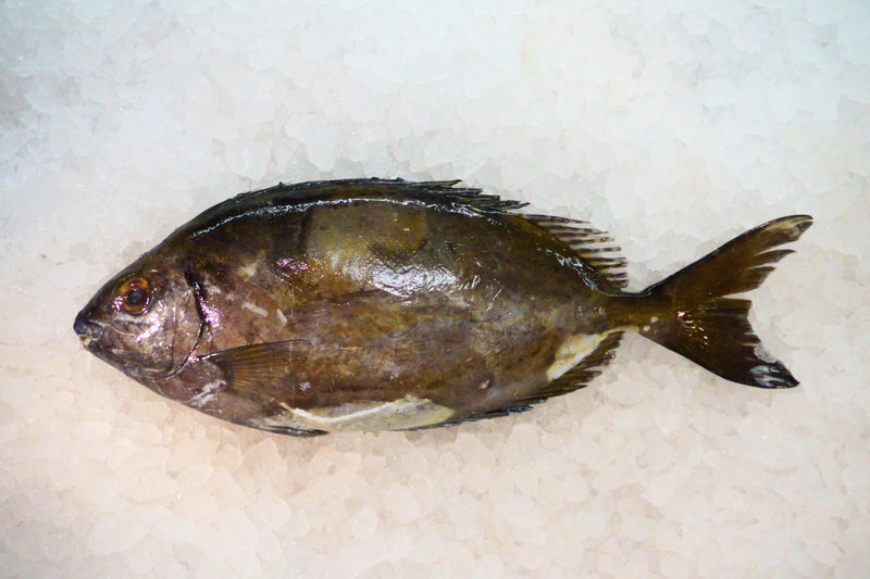 [FRESH FISH COUNTER] Rabbit Fish (Mottled spinefoot) WHOLE Fresh Fillet
