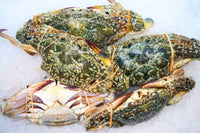 [FRESH FISH COUNTER] Flower Crab (Female) WHOLE Fresh