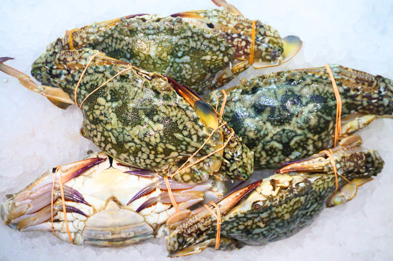[FRESH FISH COUNTER] Flower Crab (Female) WHOLE Fresh