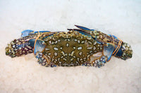 [FRESH FISH COUNTER] Flower Crab (Male) WHOLE Fresh