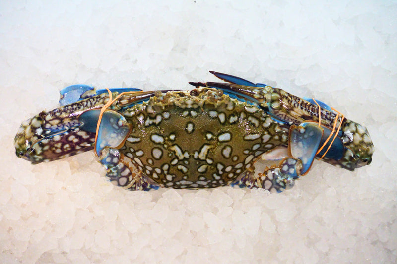 [FRESH FISH COUNTER] Flower Crab (Male) WHOLE Fresh
