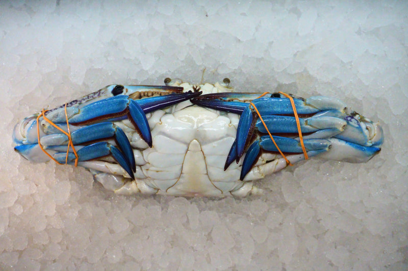 [FRESH FISH COUNTER] Flower Crab (Male) WHOLE Fresh
