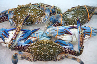 [FRESH FISH COUNTER] Flower Crab (Male) WHOLE Fresh