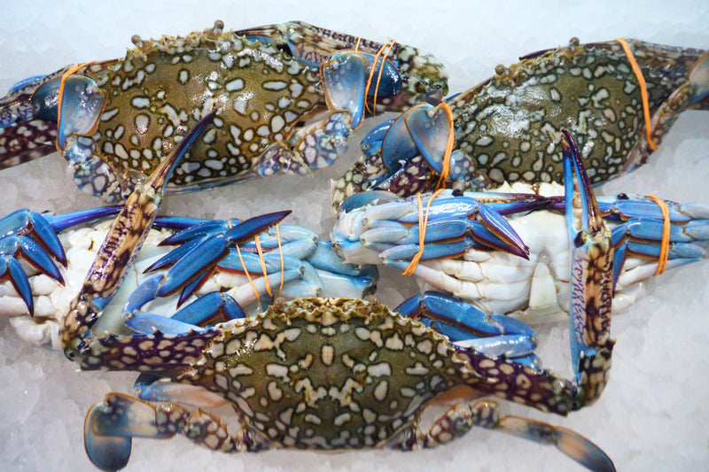 [FRESH FISH COUNTER] Flower Crab (Male) WHOLE Fresh