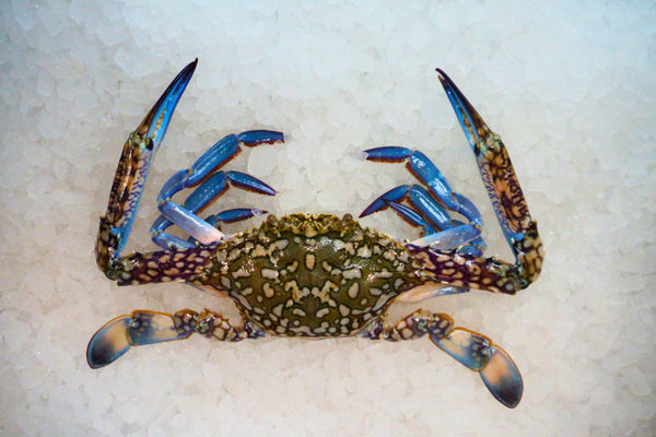 [FRESH FISH COUNTER] Flower Crab (Male) WHOLE Fresh