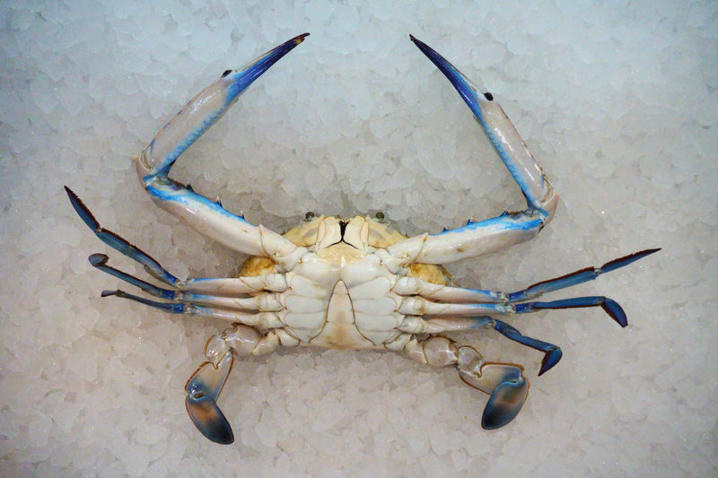 [FRESH FISH COUNTER] Flower Crab (Male) WHOLE Fresh