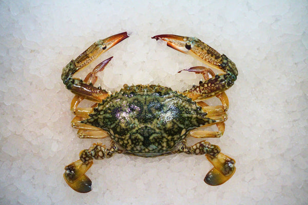 [FRESH FISH COUNTER] Flower Crab (Female) WHOLE Fresh
