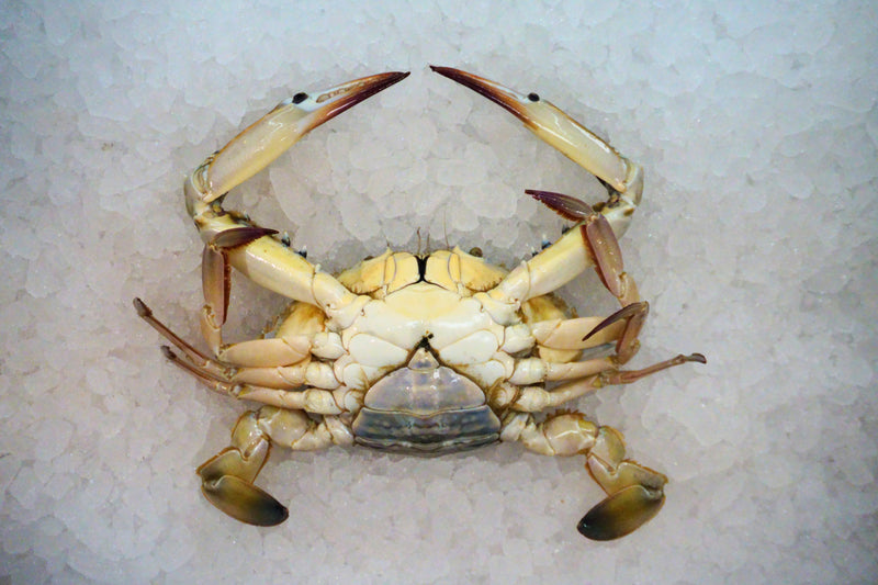 [FRESH FISH COUNTER] Flower Crab (Female) WHOLE Fresh
