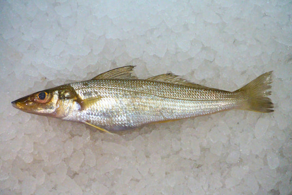 [FRESH FISH COUNTER] Lady Fish WHOLE Fresh Fillet