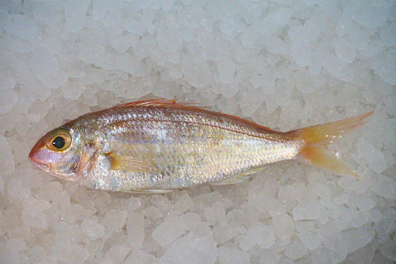 [FRESH FISH COUNTER] Pink Perch / Japanese Bream WHOLE Fresh Fillet
